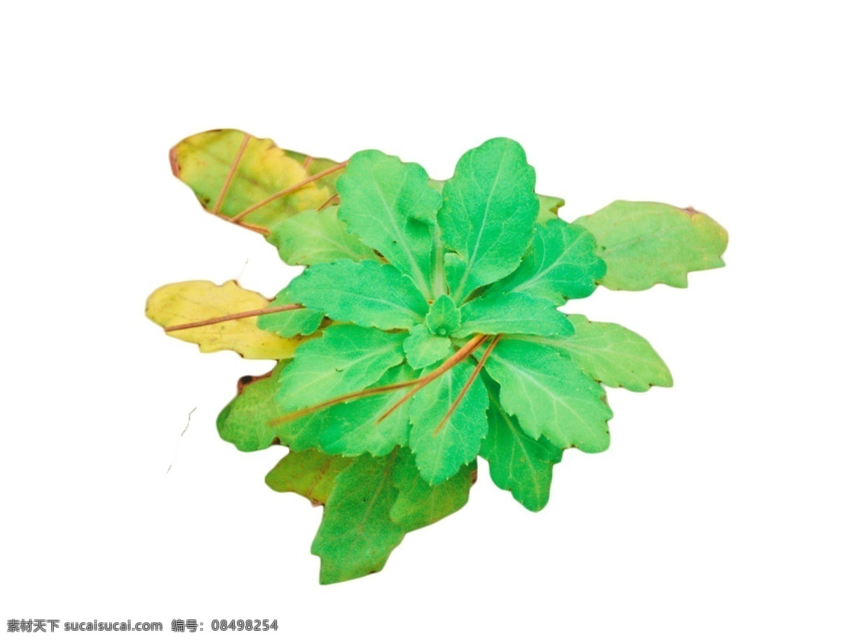 绿色 生机勃勃 小草 杂草中生长 欣欣向荣 翠色欲流 绿油油 不弃草昧 奇花异草 郁郁葱葱 万古长青 花花绿绿 绿肥红瘦