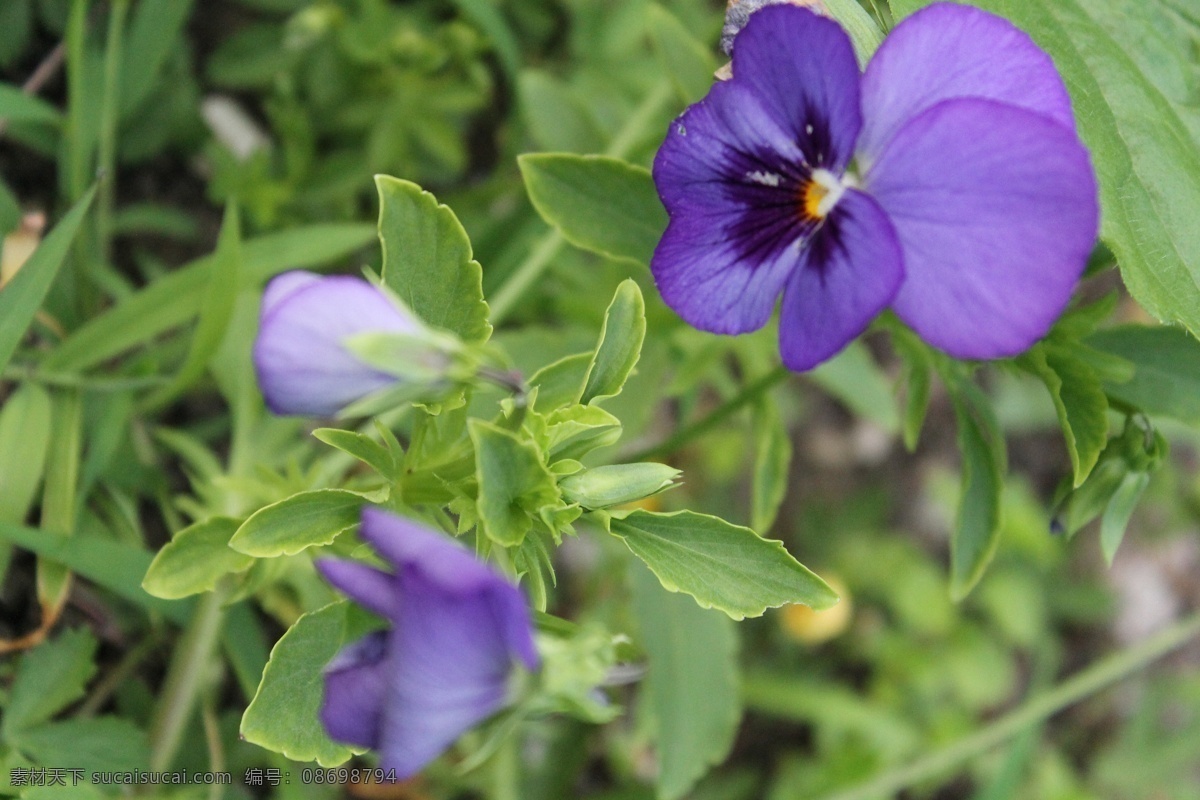 蓝色三色堇 三色堇 园三色堇 紫罗兰 花朵 花蕊 花卉 花儿 鲜花 花海 明艳 美丽 花草 生物世界 植物