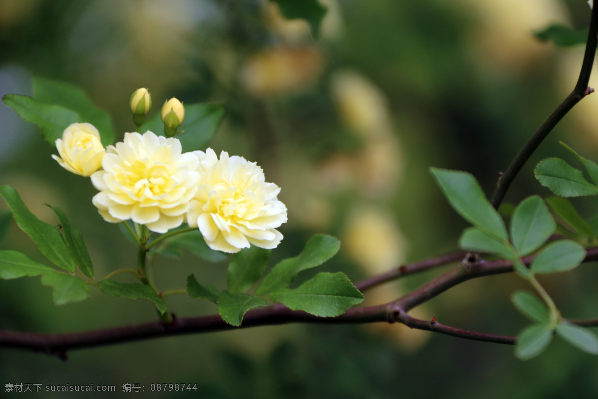 黄木香花 木香花 花朵 植物 生物 黄色花 花树 一朵花 绿叶 花草 盛开的木香花 木香花海 花草树木 生物世界 花草摄影 花卉花草