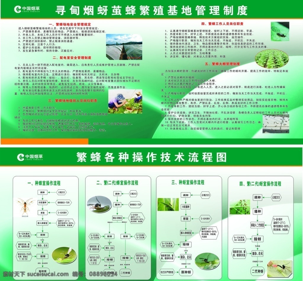 寻甸 烟蚜 茧 蜂 繁殖 基地 烟蚜茧蜂 烟草 烤烟栽培 繁蜂流程 展板