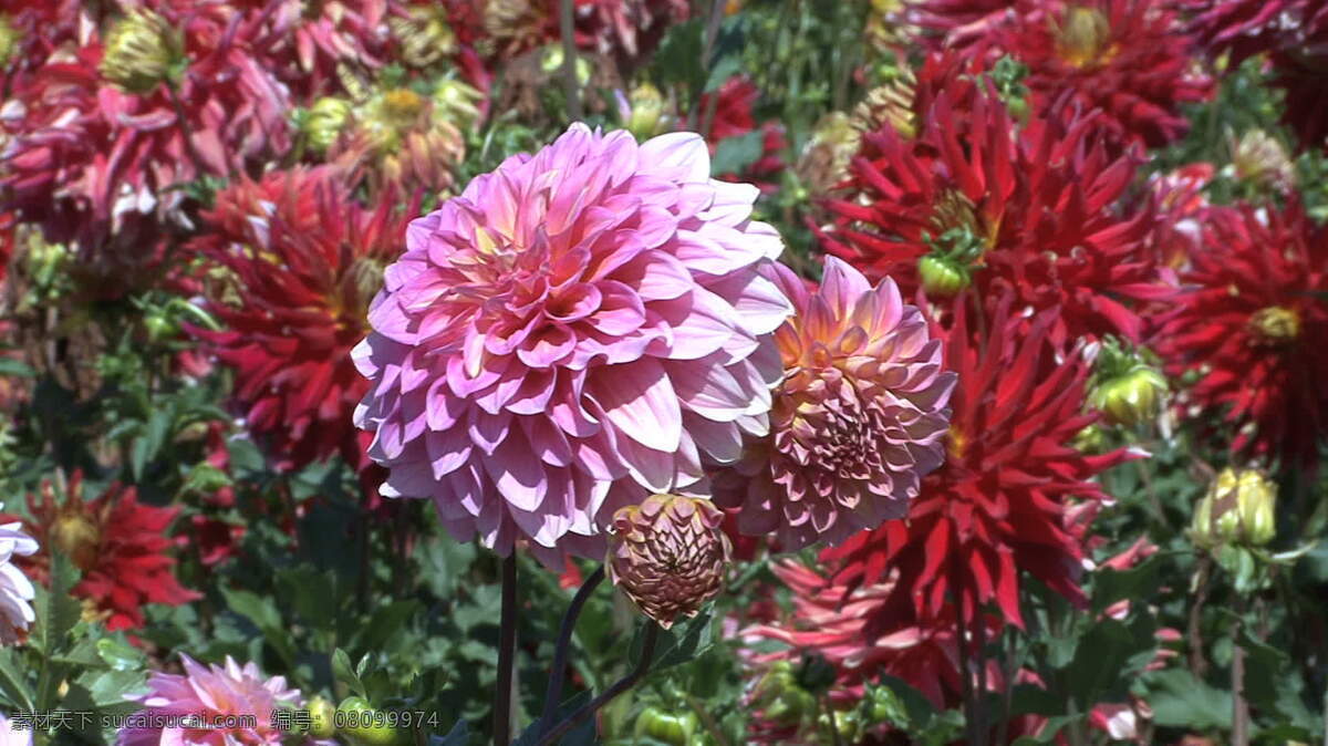 粉红 红色 紫苑 股票 录像 粉红色 花 叶 植物 紫苑花 视频 其他视频