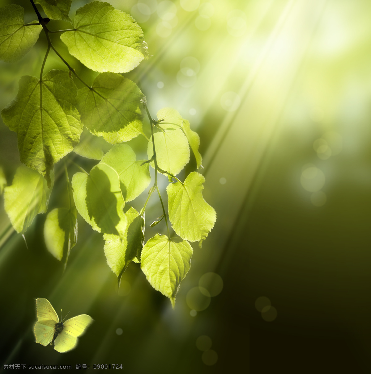 阳光透过树叶 风景 季节 春天 春季 树叶 清澈 干净 阳光 光束 光晕 射线 透过 花草树木 生物世界 黑色