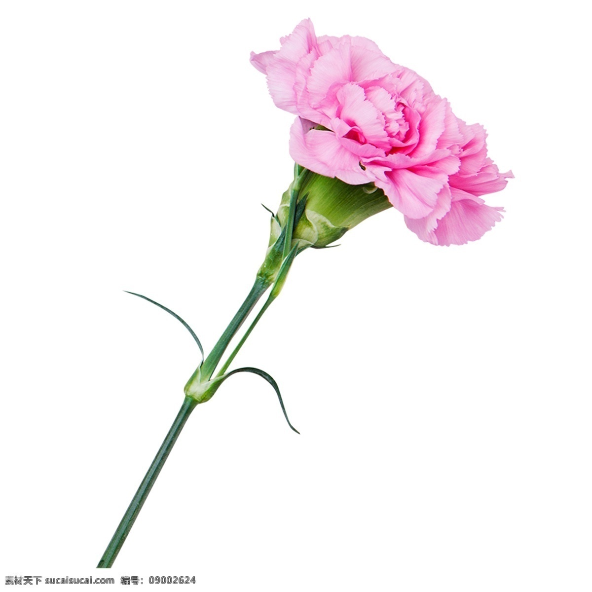 粉红色 康乃馨 漂亮 花朵 装饰素材