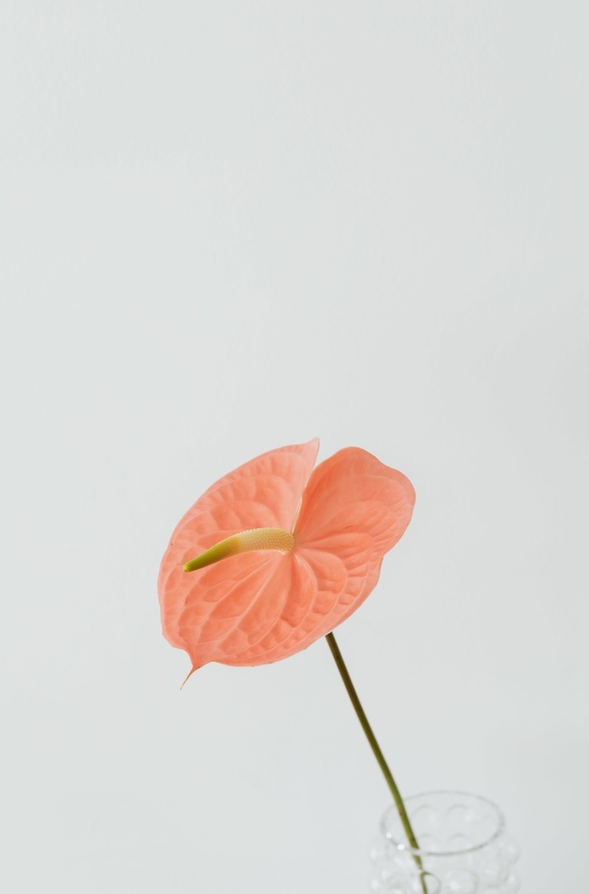 马蹄莲 橙色 花朵 圆形 玻璃瓶 白色 背景 生物世界 花草