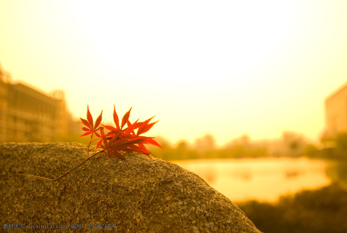 阳光 下 植物 房屋 高楼 湖 秋季 秋景 石头 天气 温暖 夕阳 休闲 风景 生活 旅游餐饮