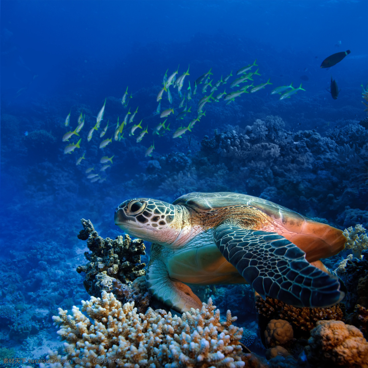 海龟 大海 龟 海底 海底世界 海洋生物 珊瑚 生物世界 鱼 鱼群 鱼类