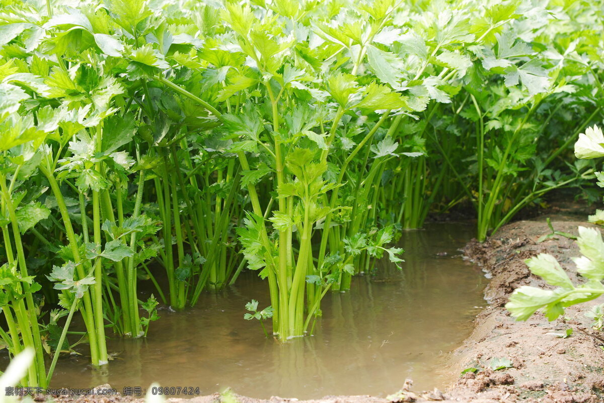 芹菜 绿色 生物世界 蔬菜 新鲜蔬菜 芹菜叶 新鲜芹菜 风景 生活 旅游餐饮