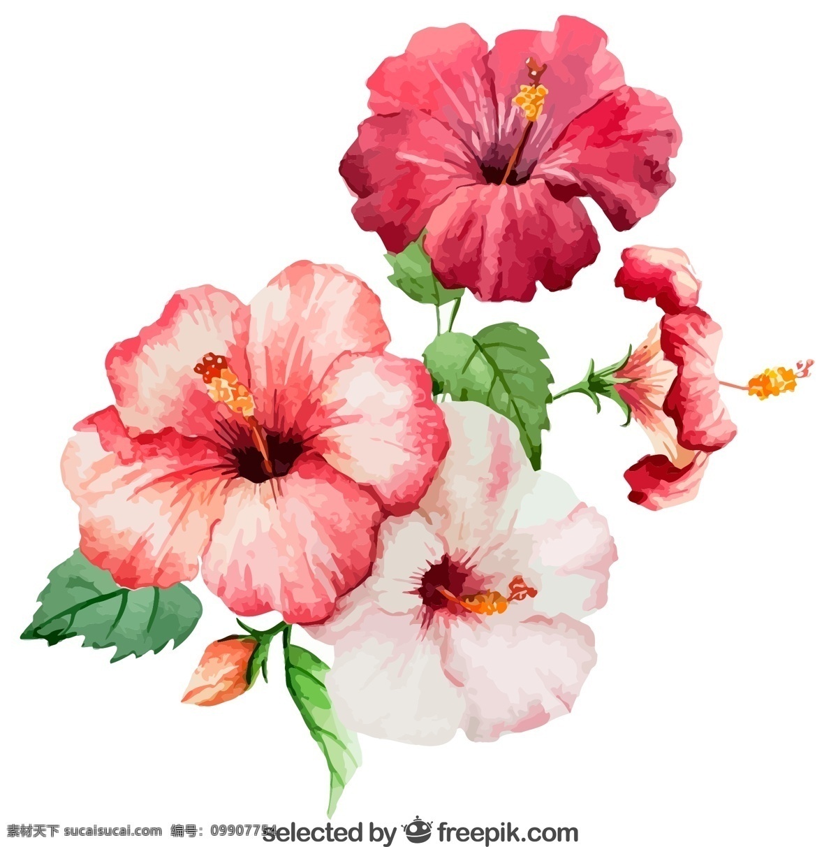 美丽 水彩 扶 桑花 矢量 花卉 植物 扶桑花 朱槿花 矢量图