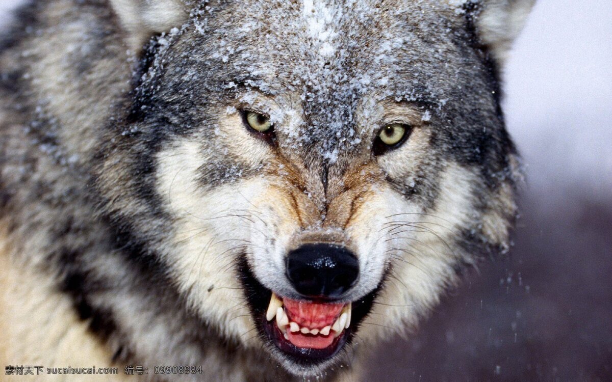 野生狼 狼 野生动物 雪地里的狼 野狼 动物 生物世界