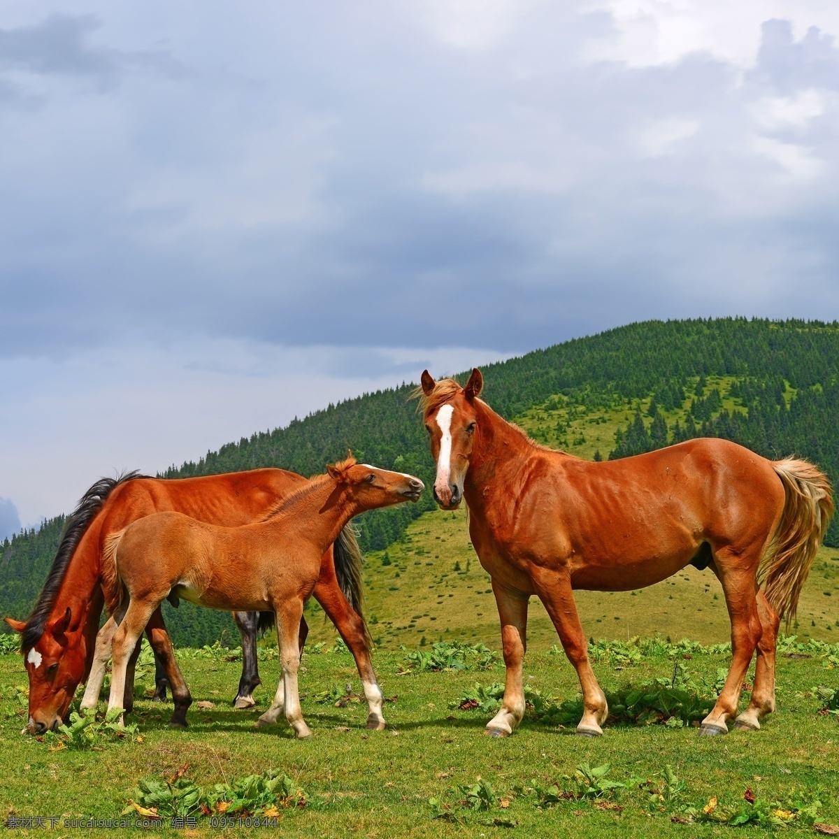 草地 上 健壮 马匹 健壮的马匹 动物 棕色马 高山 陆地动物 生物世界