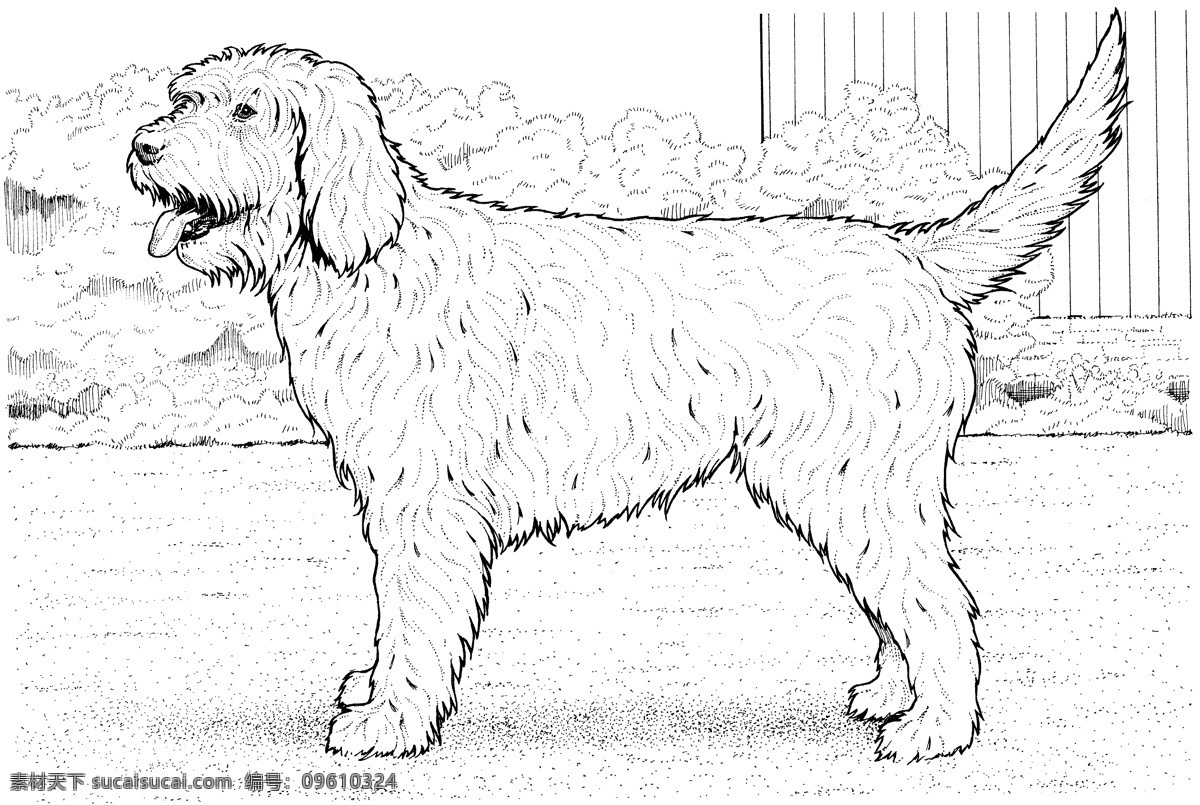 dog 犬科动物 狗 动物素描 动物手绘画 设计素材 动物专辑 素描速写 书画美术 白色