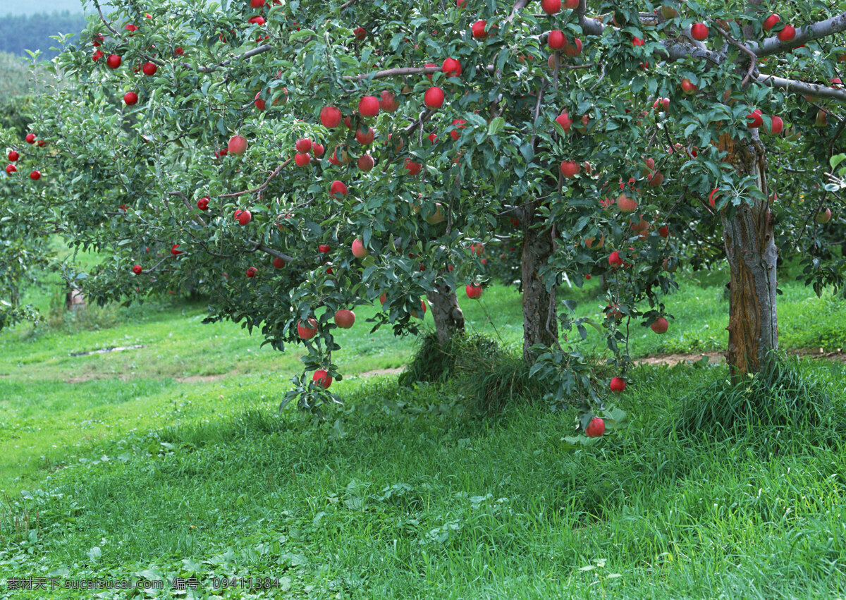 棵 长出 红苹果 苹果树 高清 果园 绿地 绿色 摄影图片 树 园林 家居装饰素材 园林景观设计