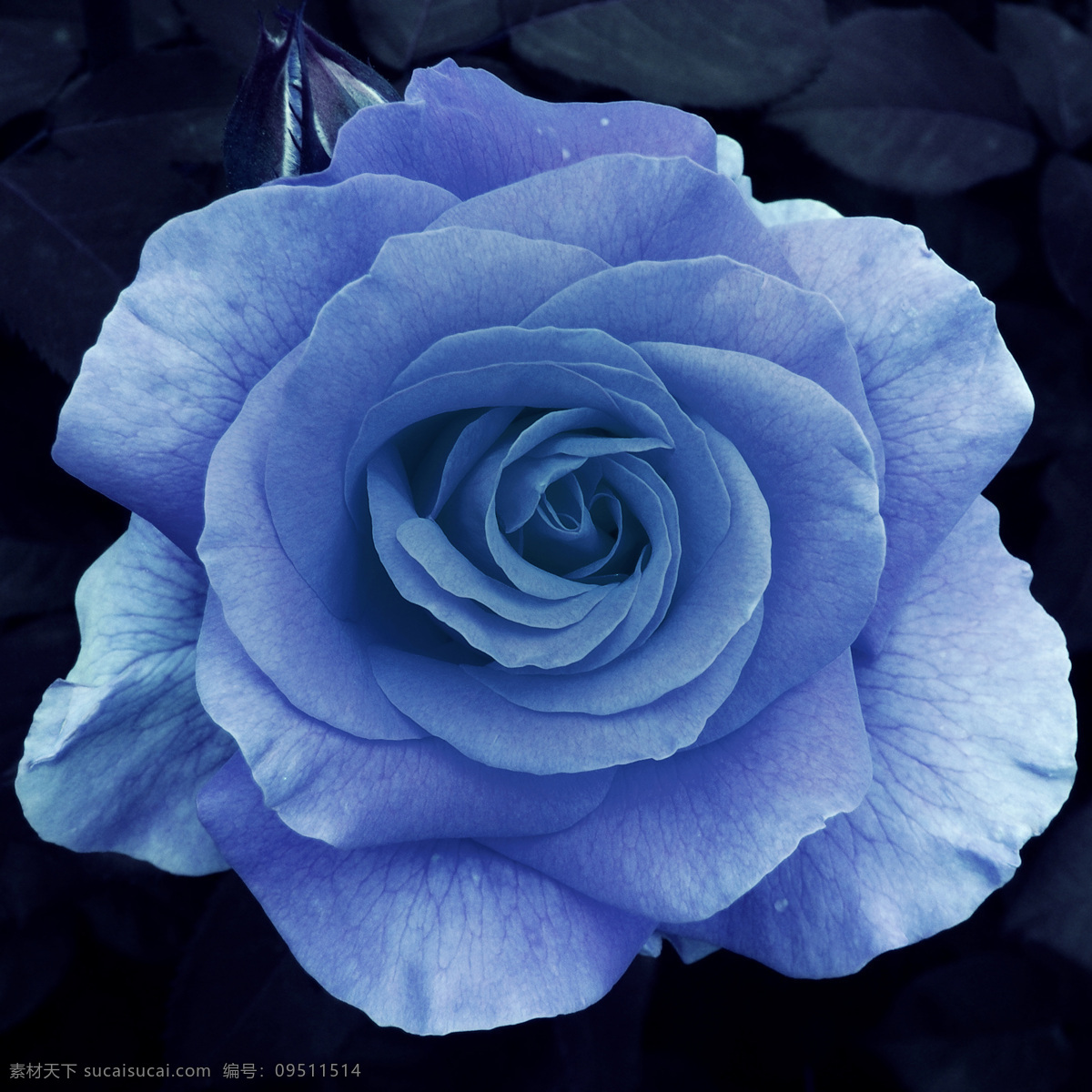 蓝玫瑰 蓝色 玫瑰花 高清晰 特写 玫瑰 生物世界 花草 花和嫩芽 摄影图库 300
