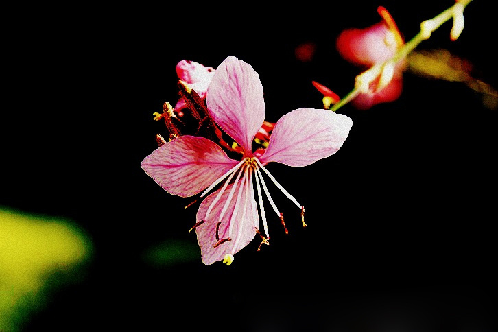位图免费下载 服装图案 花朵 桃花 位图 植物摄影 写实花卉 面料图库 服装设计 图案花型
