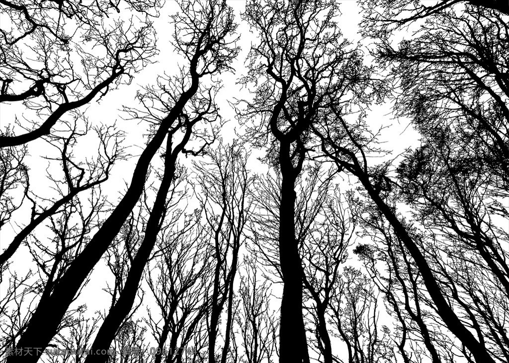 森林树枝 森林 树 侧影 分支 景观 自然 生态 卡通设计