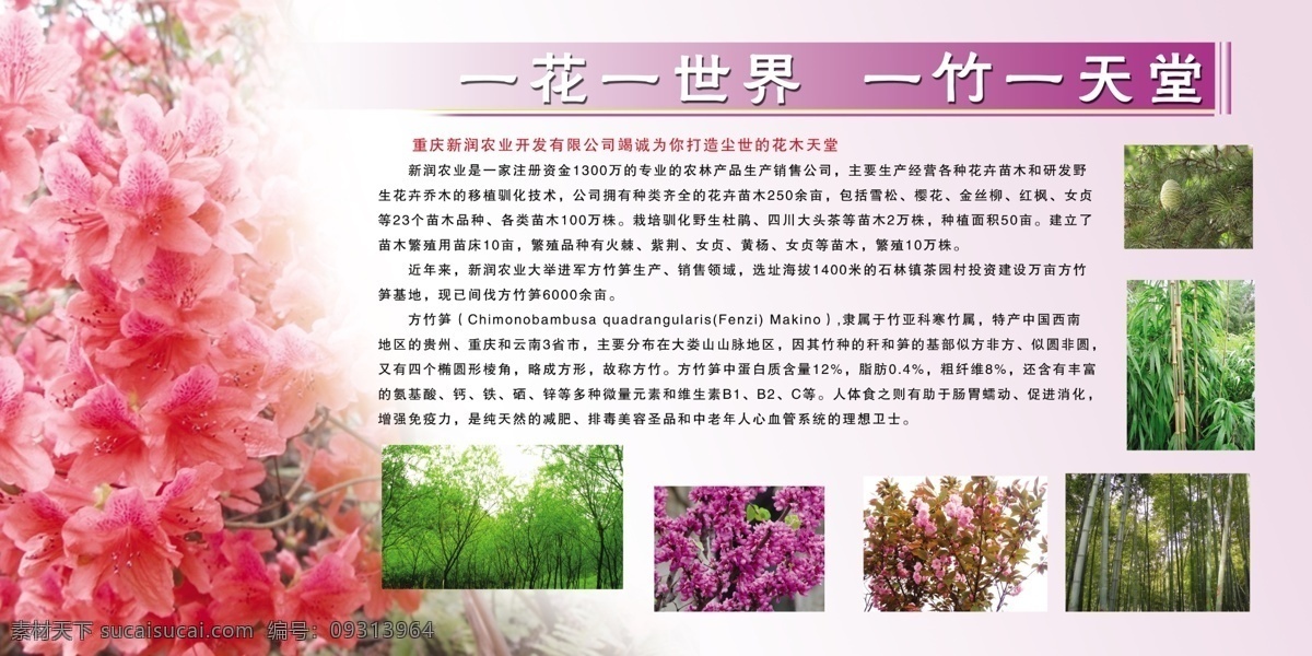 广告设计模板 红花 旅游展板 绿叶 其他模版 樱花 源文件库 展板介绍 一花一世界 一竹一倾心 竹 松果 展板模版 展板模板 矢量图 日常生活