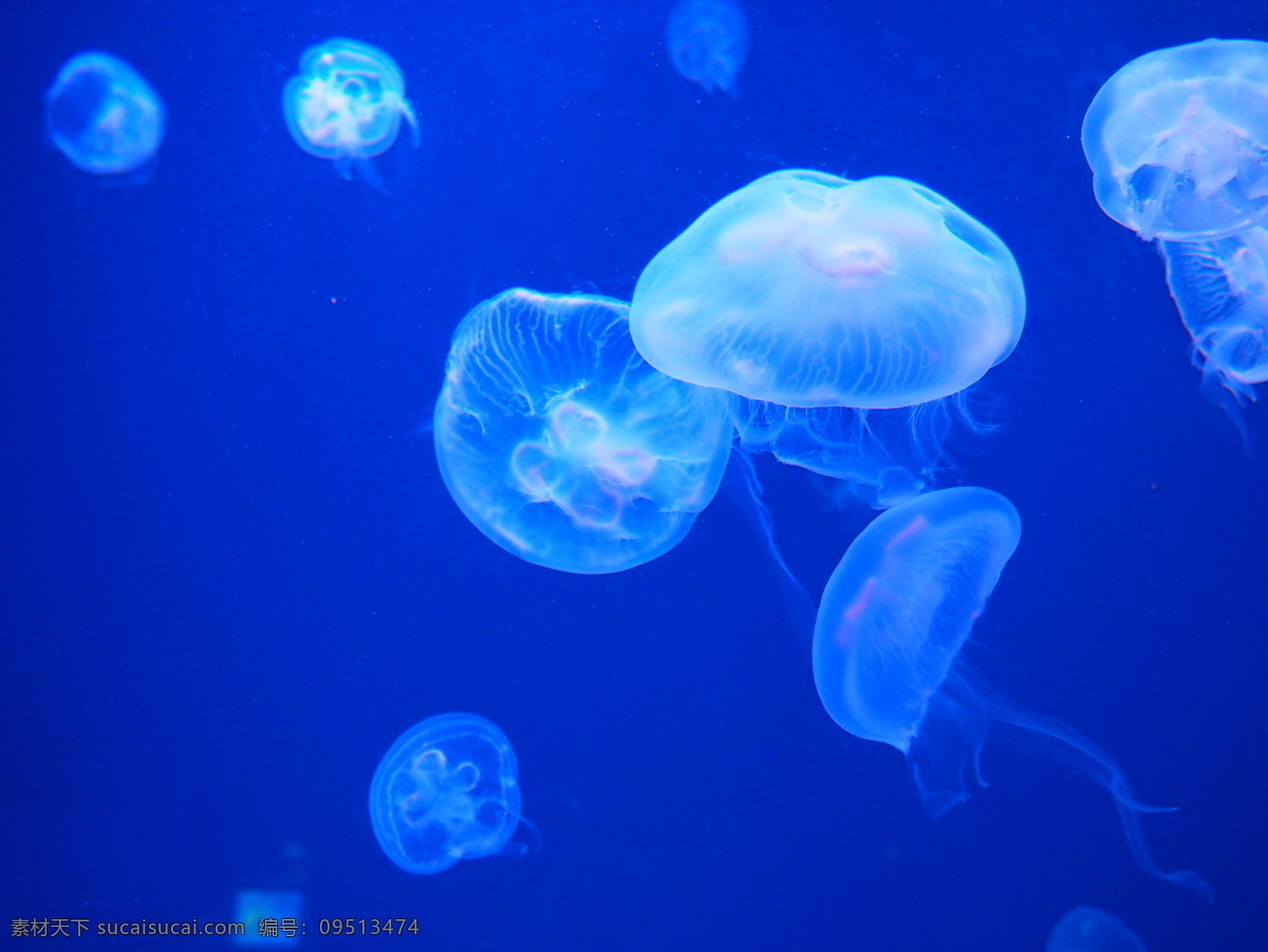 水母 海洋生物 水生动物 浮游生物 刺丝胞动物钵 水母纲 鱼虾 贝类 水 生物 生物世界