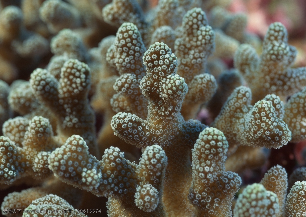 海洋生物 蓝色海洋 海底鱼类 海水 海底鱼群 珊瑚 海藻海草 海底摄影 海底世界 海底生物 海洋世界 海底奇观 图素动植物类 生物世界