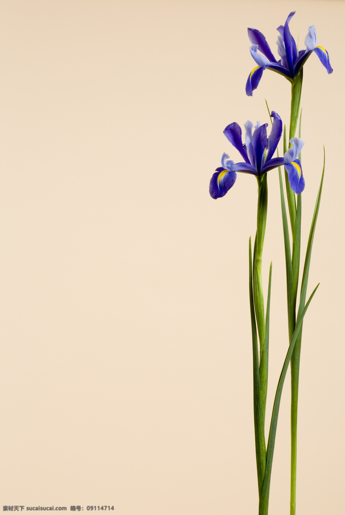 紫罗兰 花 花卉 花艺术 自然 花世界 鲜花 花草 生物世界