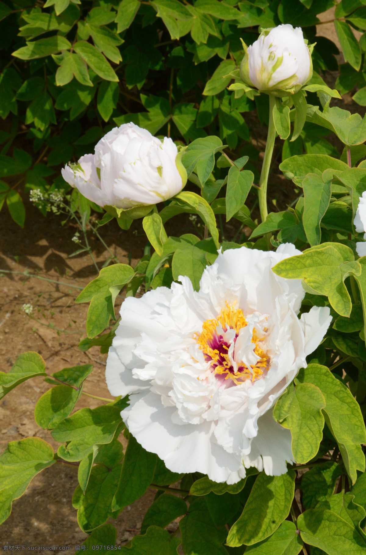 牡丹花 牡丹 观赏花卉 鼠姑 木芍药 百雨金 洛阳花 花朵 花瓣 花蕊 花卉 花儿 花草 植物 园林绿化 绿化景观 芍药牡丹 生物世界