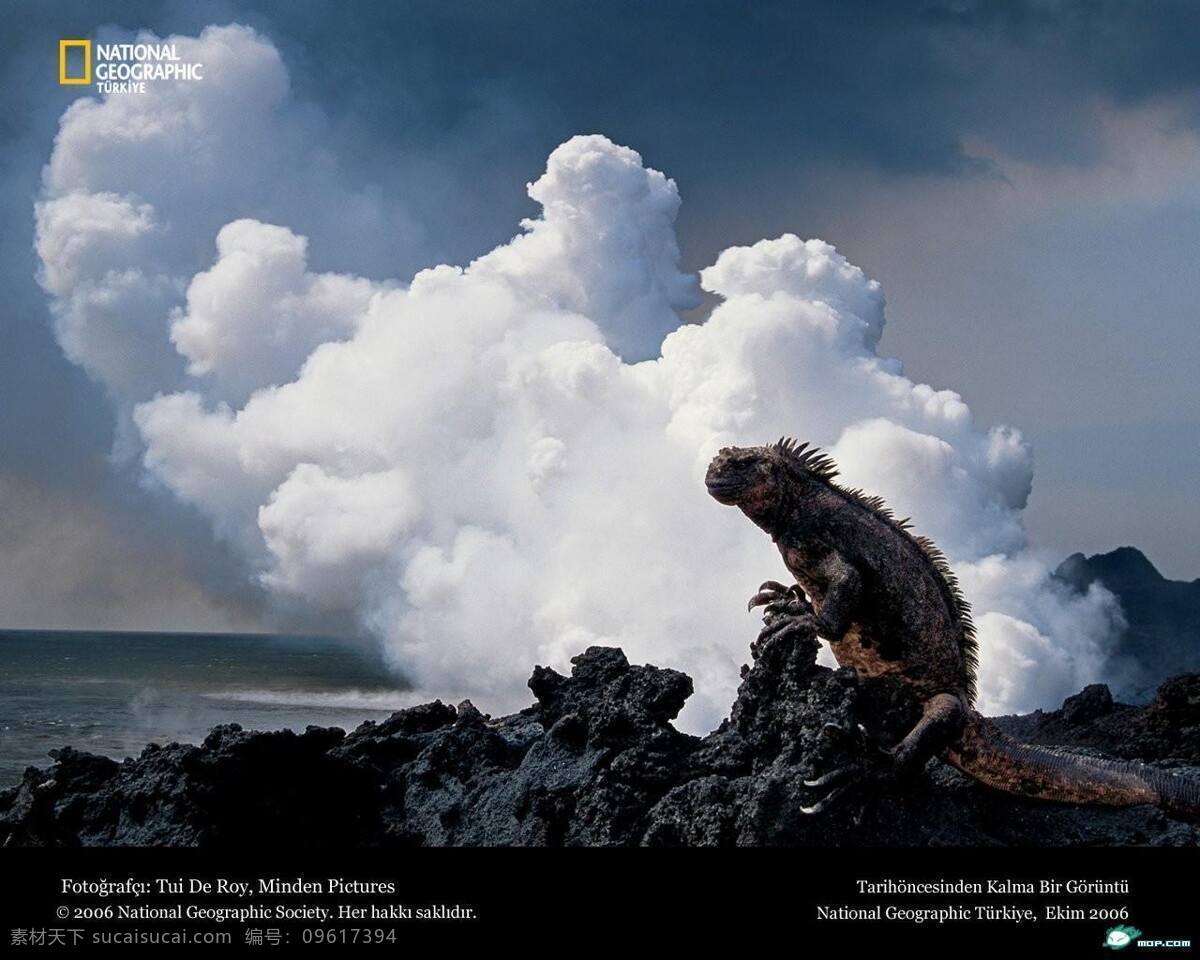 火山 蜥蜴 背景 大图 高清 桌面 背景图片