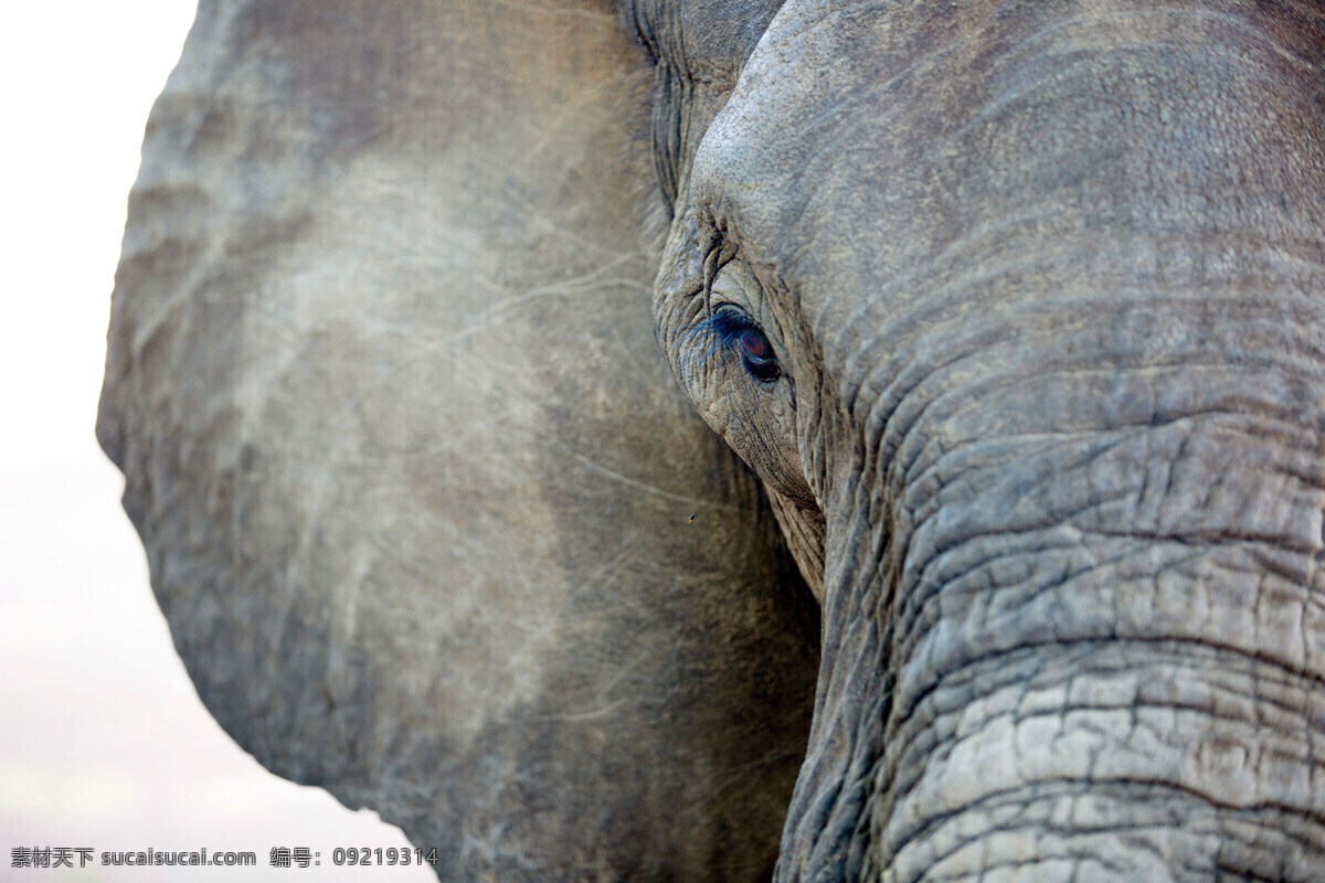 大象的目光 食草 长鼻子 大象 非洲象 大型 非洲 动物 野生动物 大象摄影 野生大象 非洲大象 动物摄影 生物世界 共享图