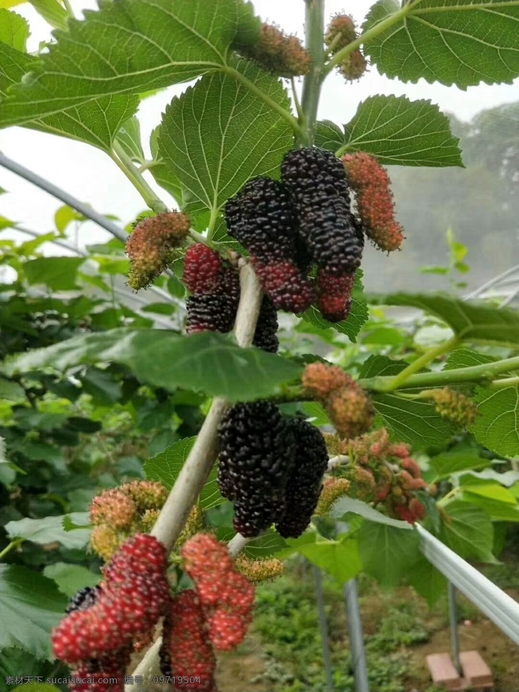 桑葚 水果 果实 食物 食品 生物世界