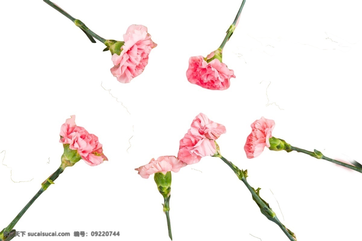 六 只 芬芳 绽放 粉色 花朵 群芳满园 花枝招展 娇媚 鲜艳 浪漫 娇娆 婀娜多姿 芳香四溢 花香袭人 绚丽多彩 娇巧迷人 孤芳自赏