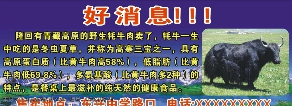 牦牛 好消息海报 好消息 海报 牦牛营养 价值