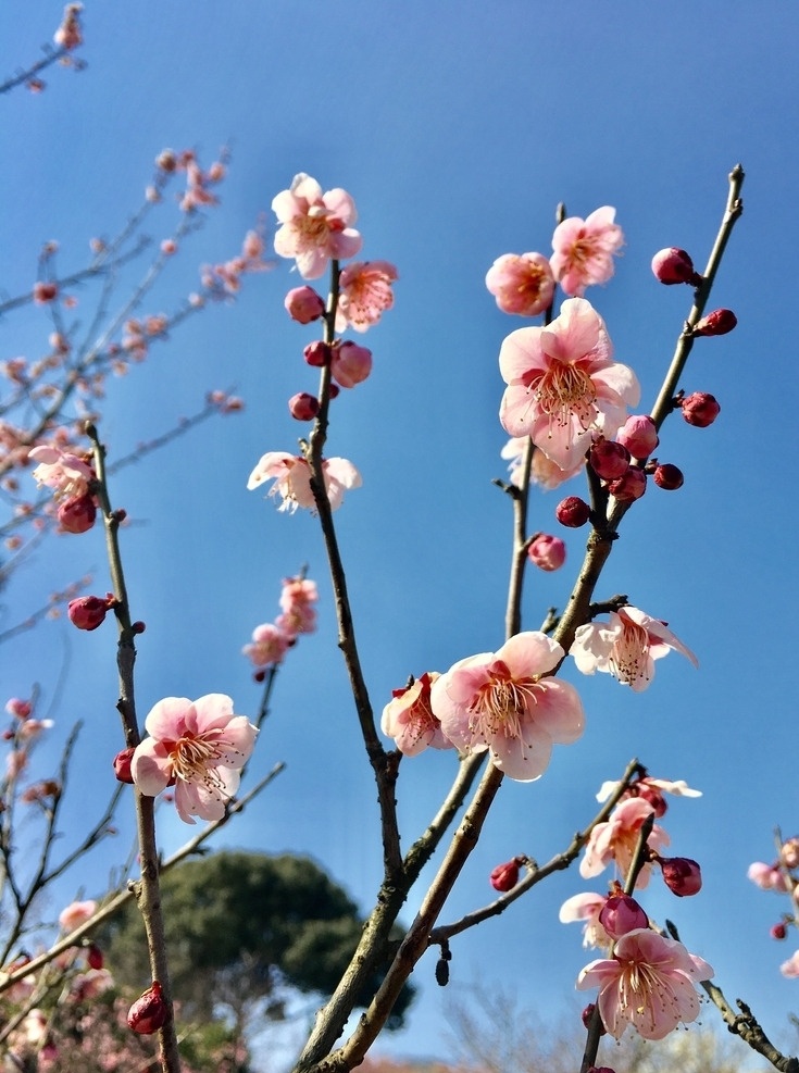 粉梅 无锡 梅园 阳春 三月 梅花 生物世界 花草