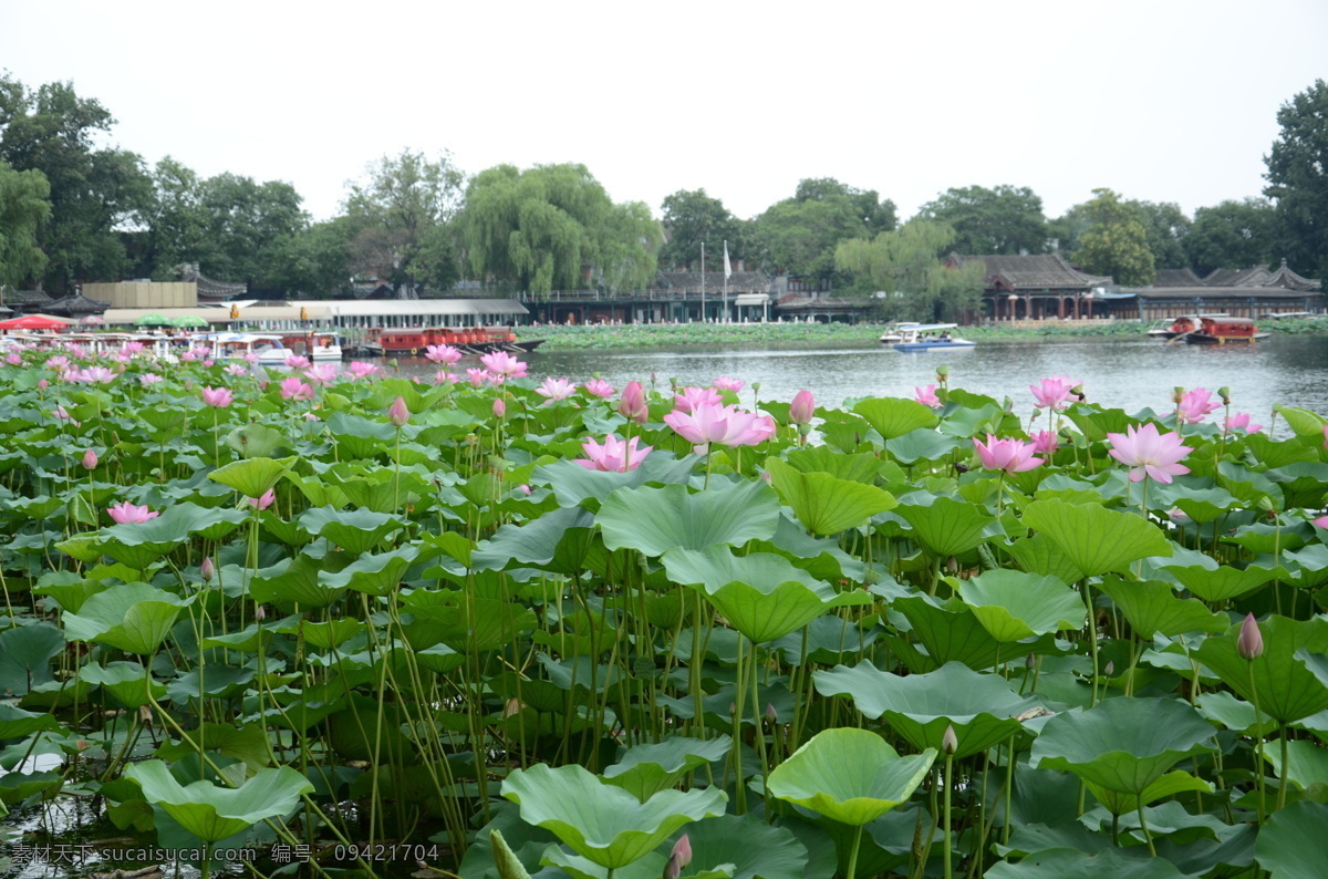 一片荷花 莲花 水芙蓉 藕花 芙蕖 水芝 水华 泽芝 中国莲 生物世界 花草
