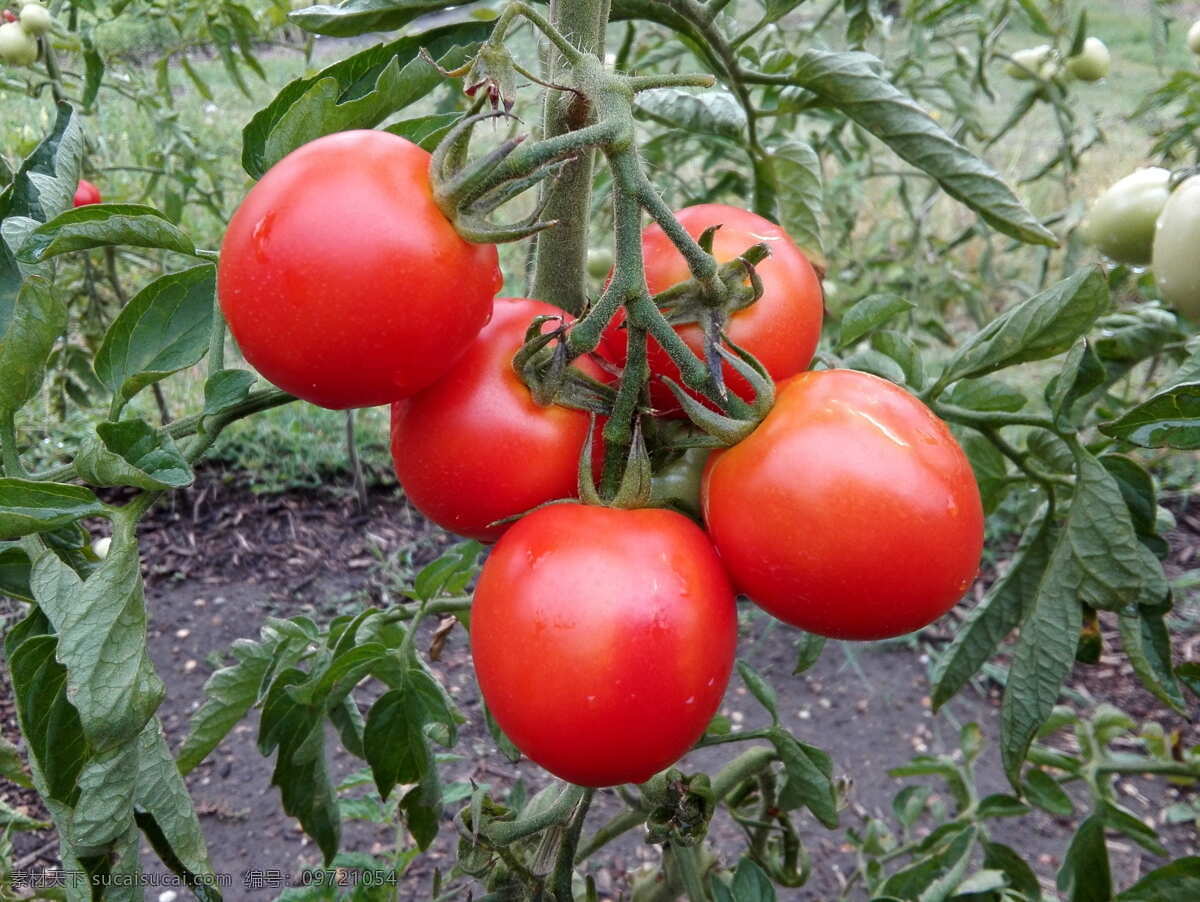 西红柿 番茄 新鲜蔬菜 有机蔬菜 绿色蔬菜 农产品 菜篮子 超市用图 果蔬图册 农贸市场 生物世界 蔬菜