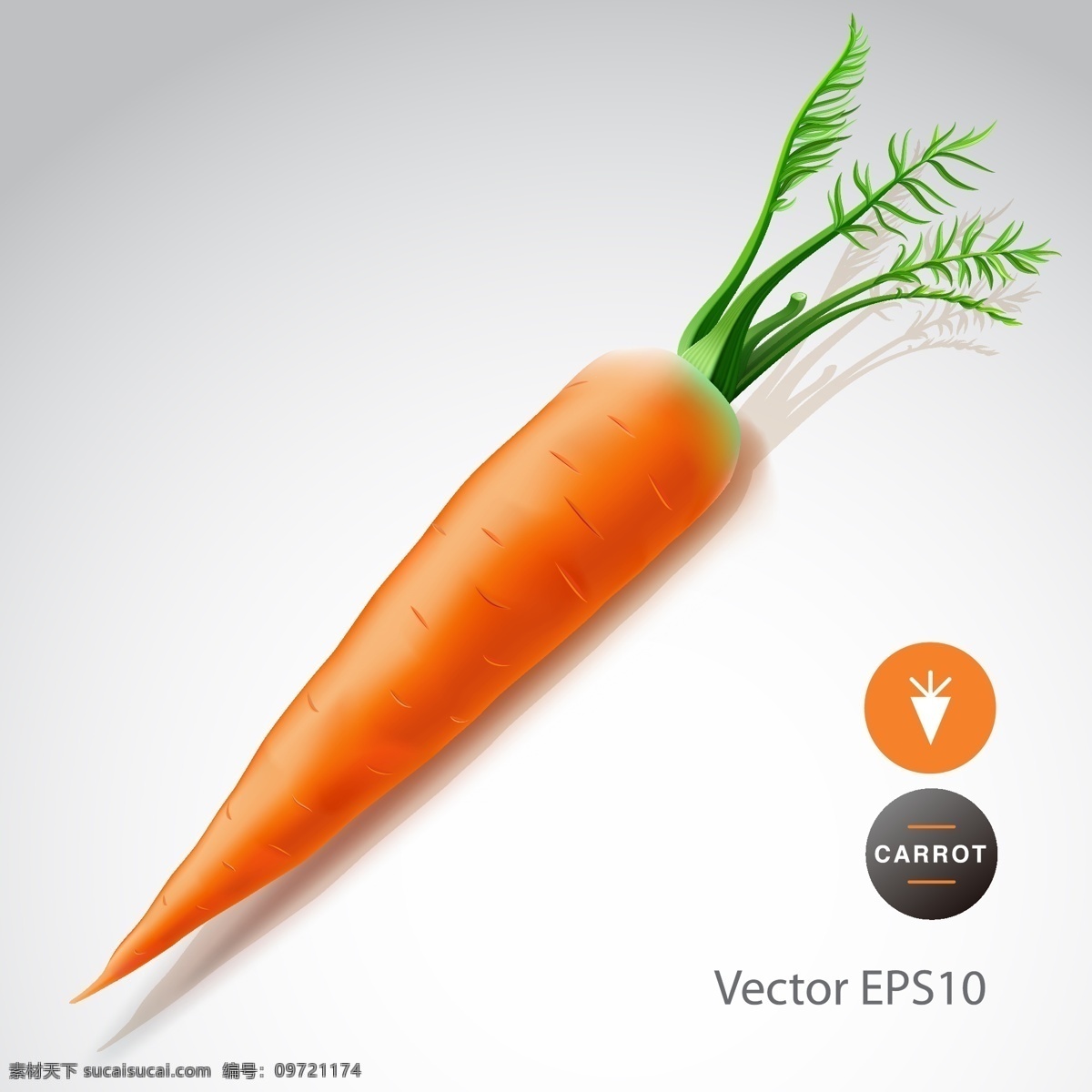 矢量红萝卜 卡通红萝卜 红萝卜插画 红萝卜插图 手绘红萝卜 蔬菜红萝卜 食物 生物世界 蔬菜