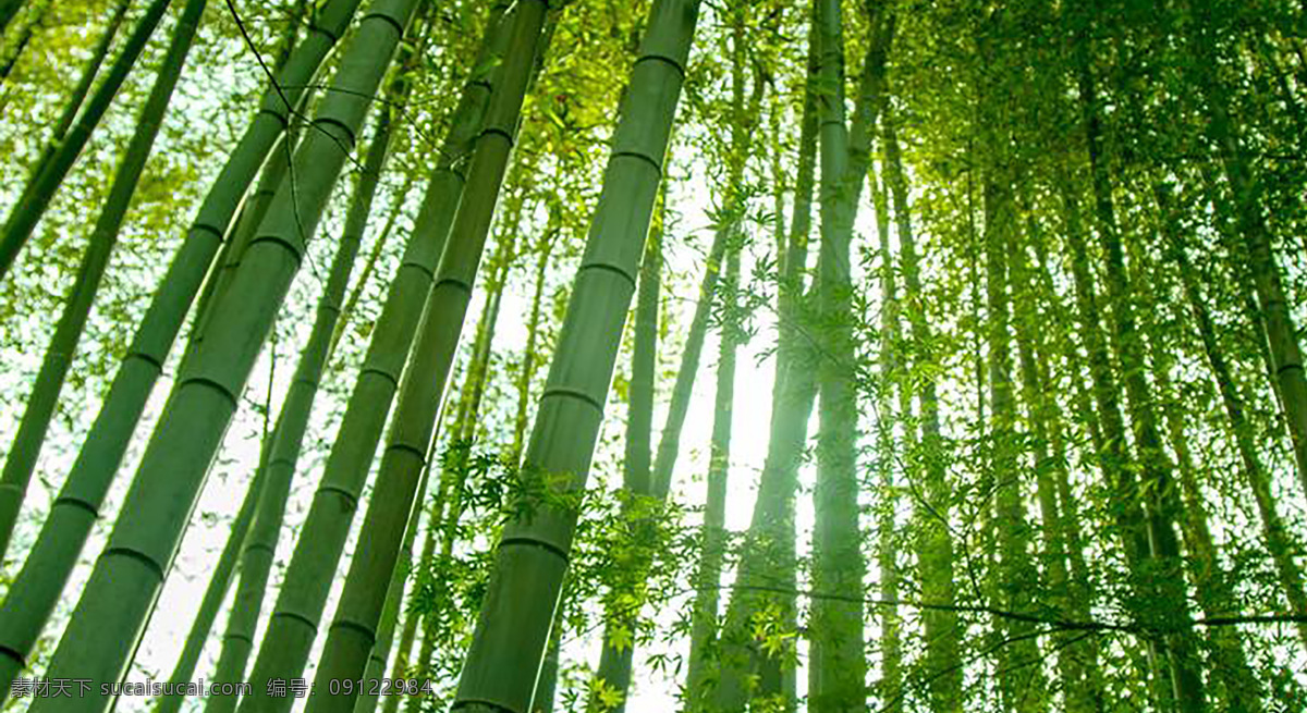 竹子 竹叶 竹子森林 绿竹 绿色竹子 竹子背景 竹林背景 自然景观 自然风景