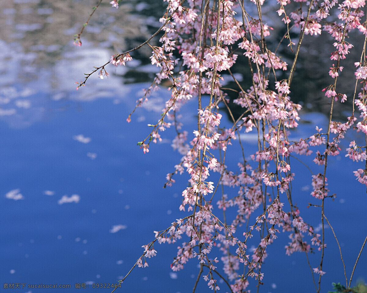 春暖花开 百花 春天 广告 大 辞典 花苞 花朵 花蕊 花枝 盛开 桃花 争艳 桃树 枝头