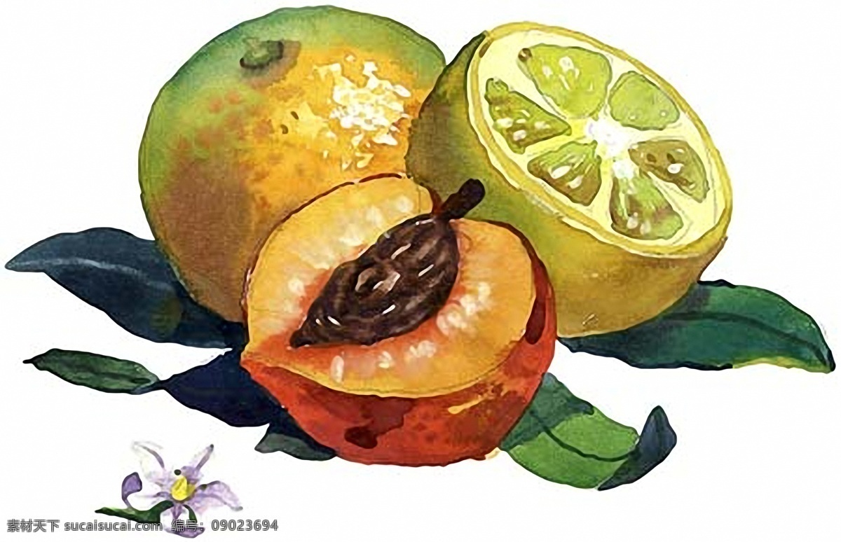 水彩画水彩静物008素材图片下载-素材编号09023694-素材天下图库