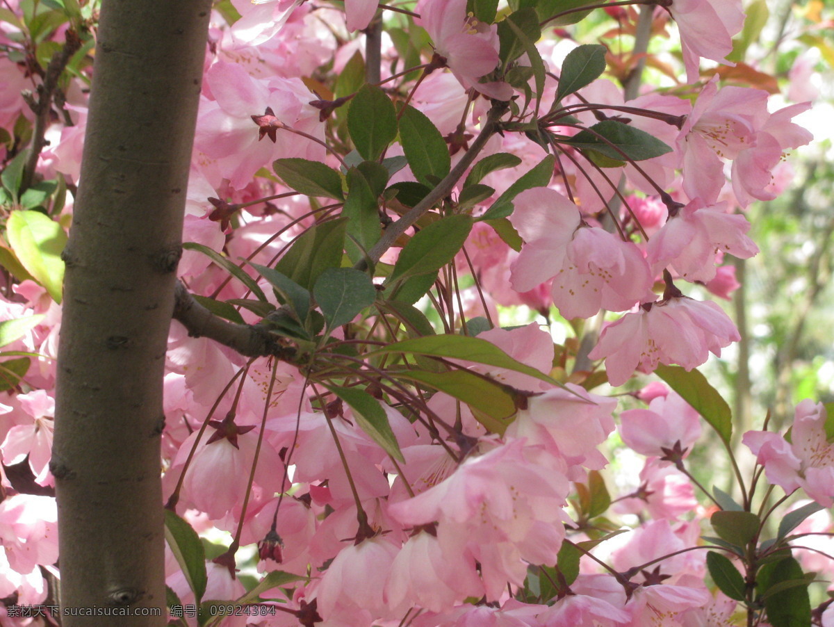 樱花 满园春色 花枝 玉渊潭樱花节 玉渊潭春色 树干 花朵 春色 花卉 花儿 花骨朵 花草 树枝 枝叶 园林景观 绿化景观 生物世界