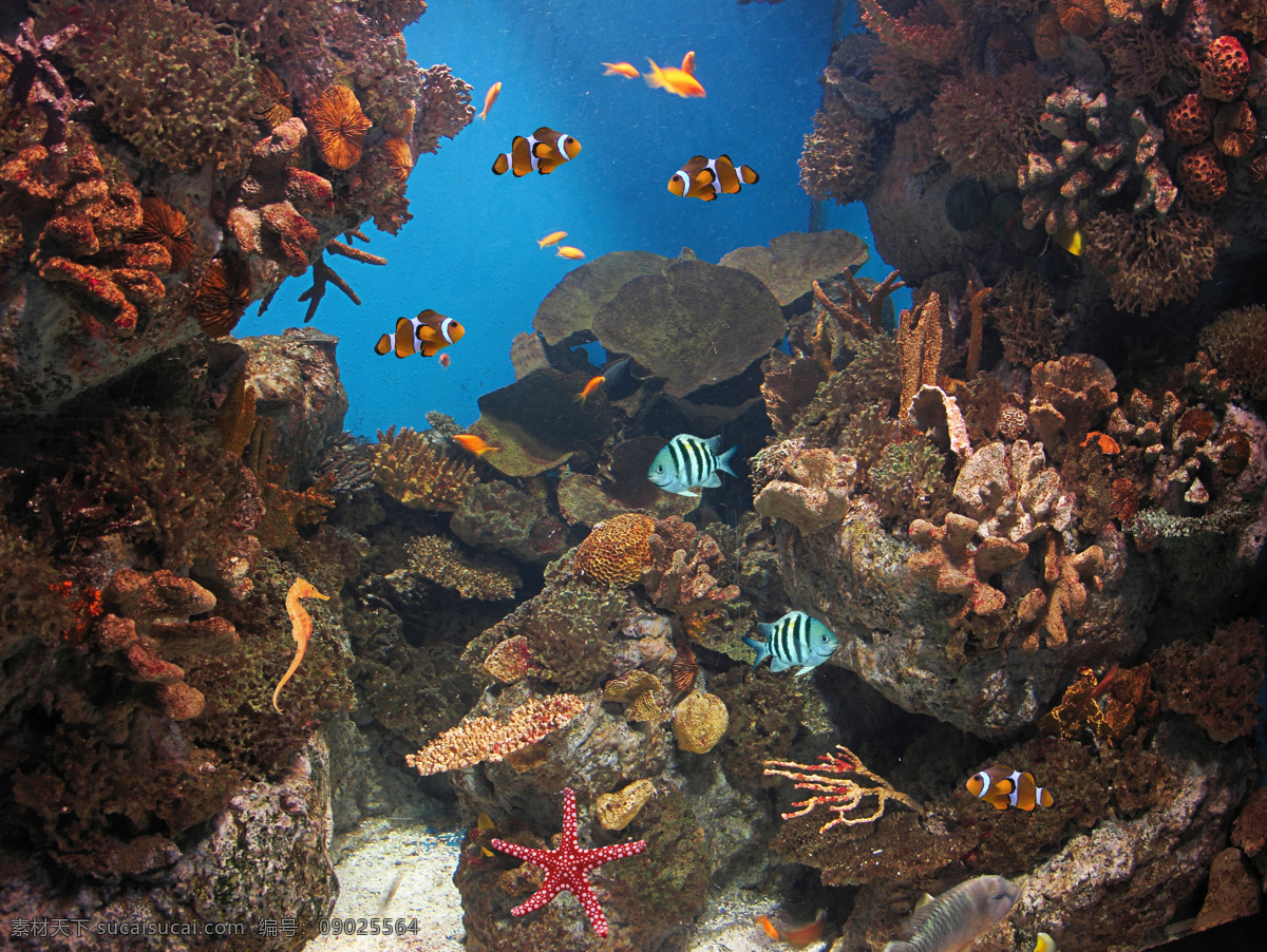 岩石 鱼 美丽 珊瑚 鱼群 海洋海边 自然风光 海底世界 海洋生物 大海图片 风景图片