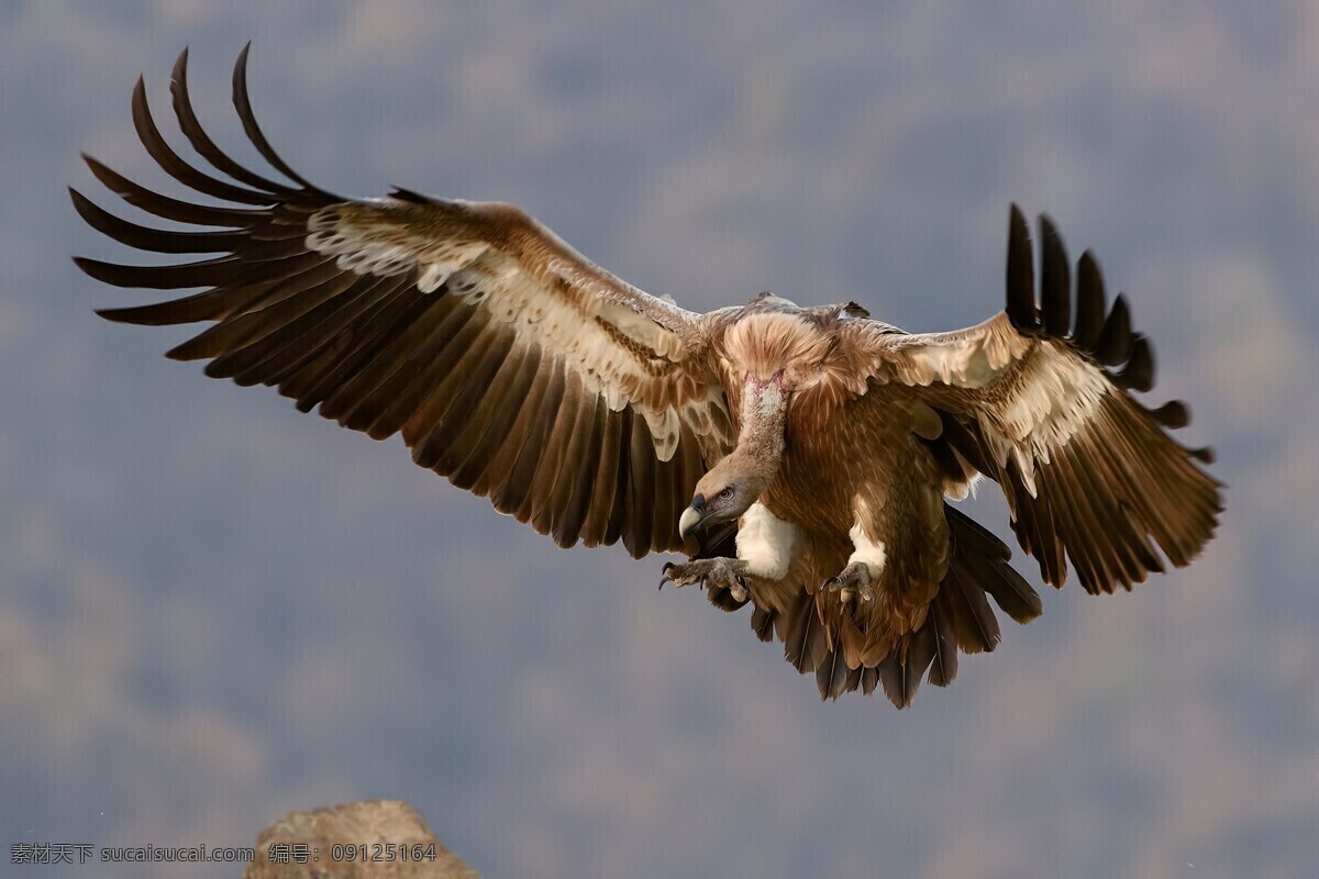 鹰 老鹰 秃鹰 鹰击长空 捕猎 飞翔 翅膀 生物世界 鸟类