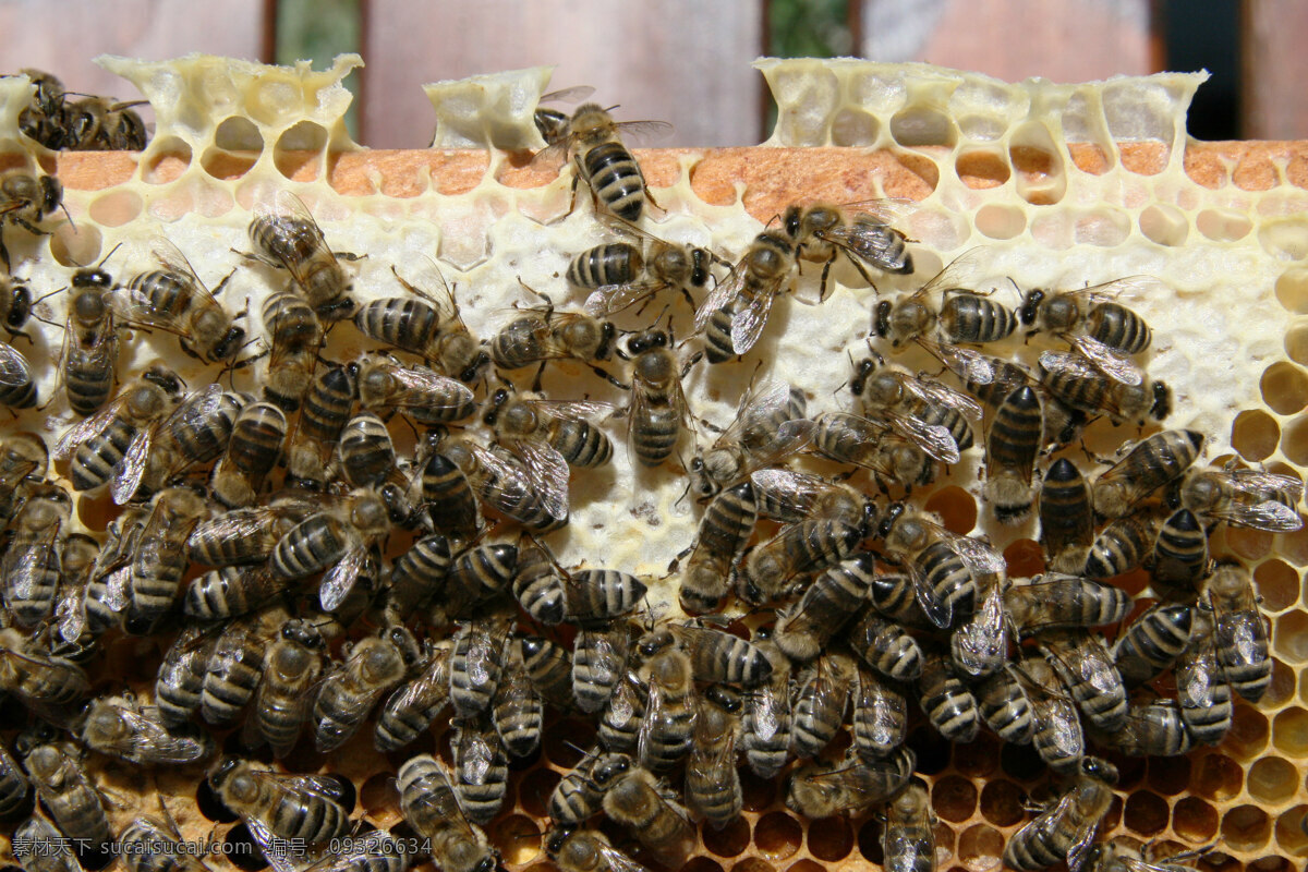 蜜蜂 动物 昆虫 生物 生物世界 蜂群