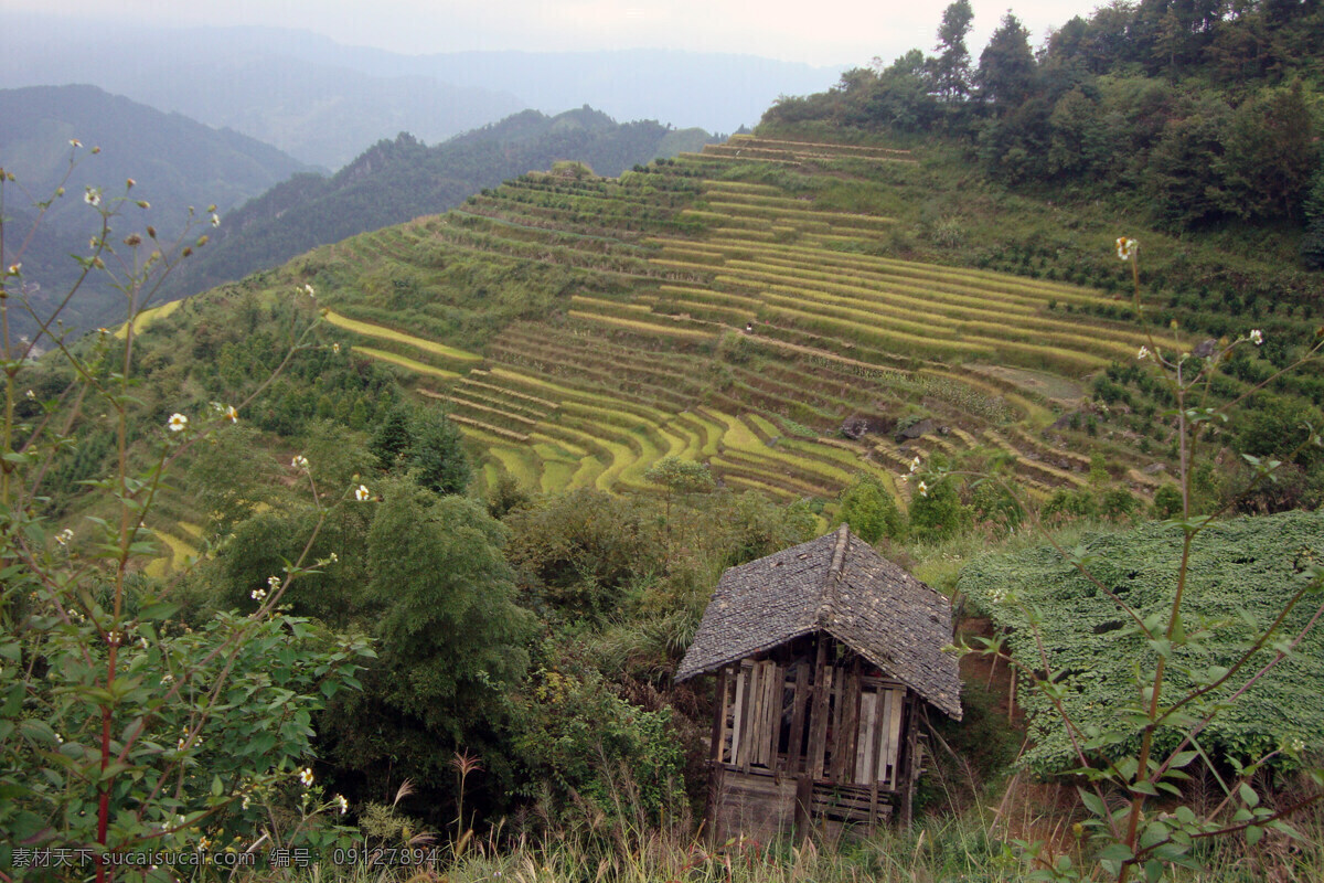 梯田 广西 龙脊 大山 稻田 森林 树 草 自然 旅游 风景 田园风光 自然景观