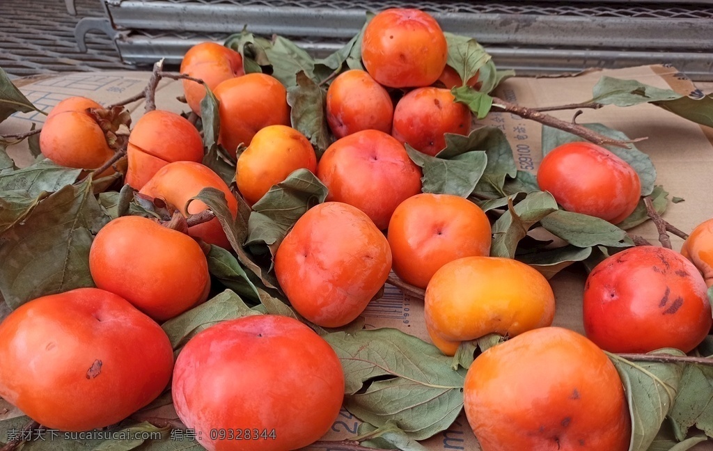 静物柿子 柿子 红柿子 秋天的果实 成熟的柿子 生活百科 生活素材