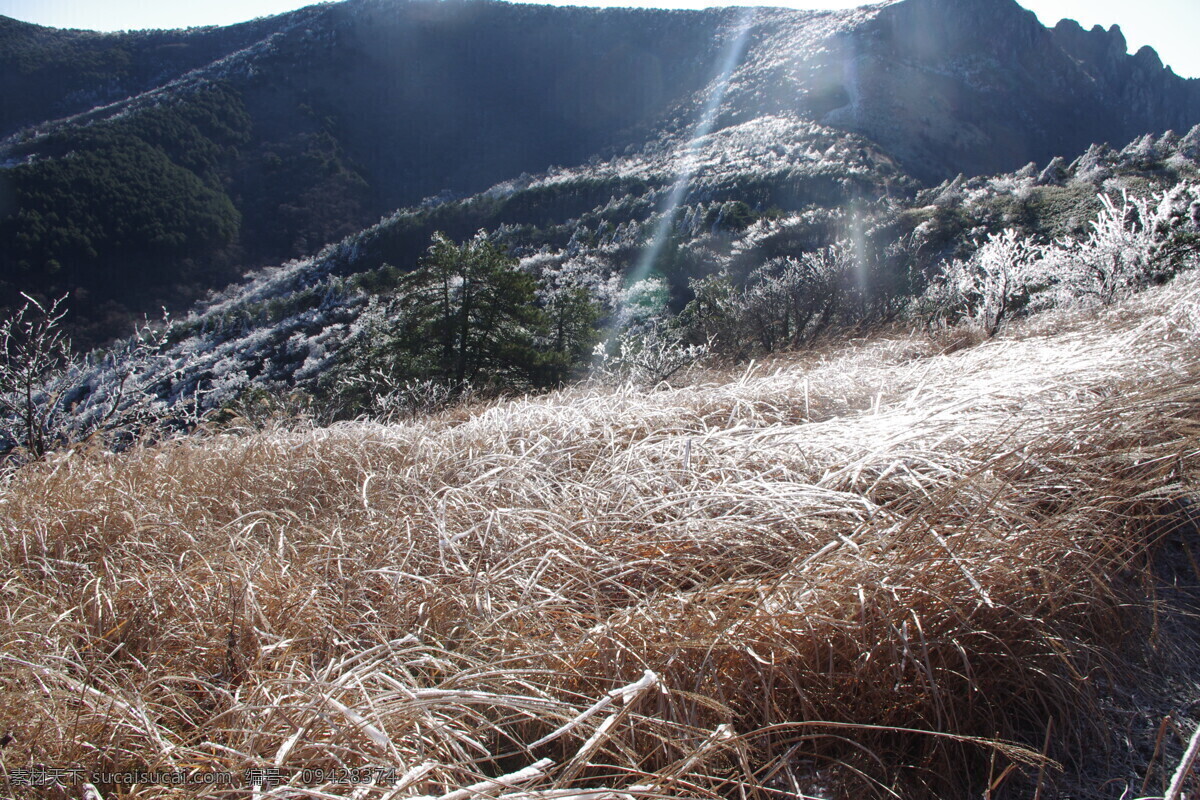 摇曳的枯草 清晨 山顶 结冰 阳光 枯草 摇曳 自然景观 山水风景 灰色