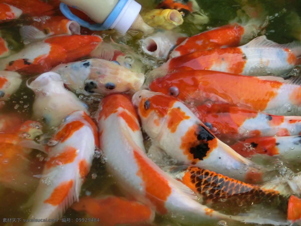 吃 奶 鱼 生物世界 鱼类 鱼群 吃奶鱼