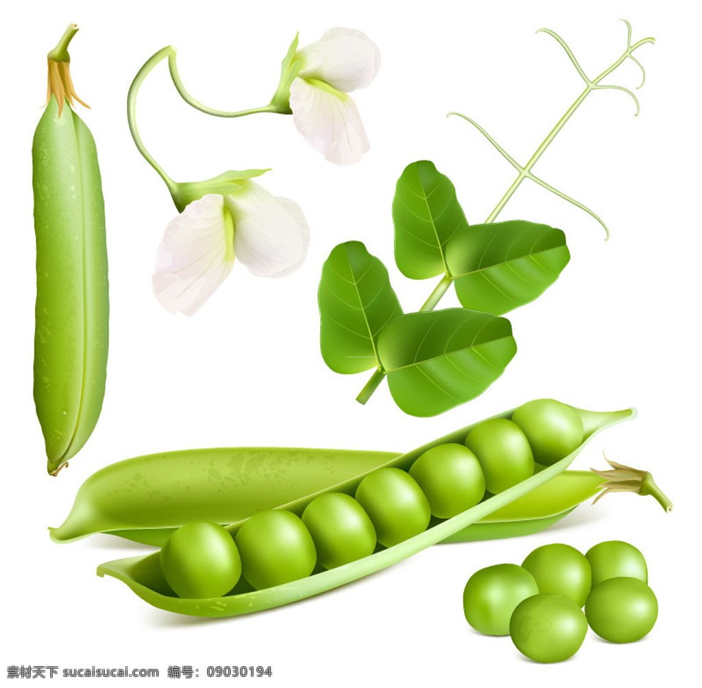 新鲜 豌豆 矢量 食物 蔬菜 豆类 白色