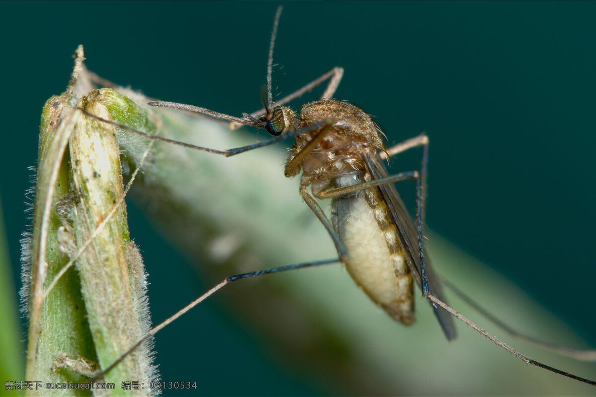 蚊子 昆虫 生物世界