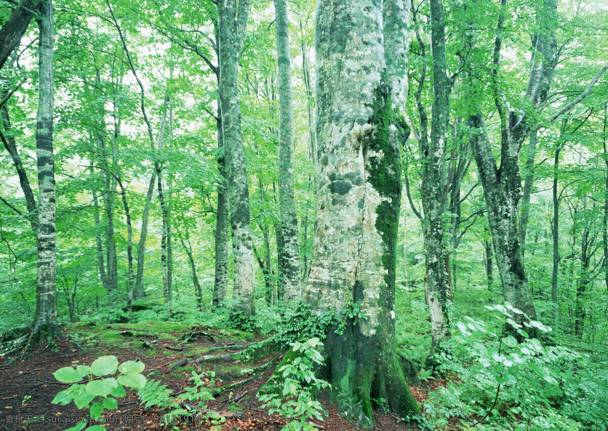 树林图片 森林树木 树林风景图片 树林高清图片 树木树叶 植物素材 生物世界 高清图片 花草树木 绿色