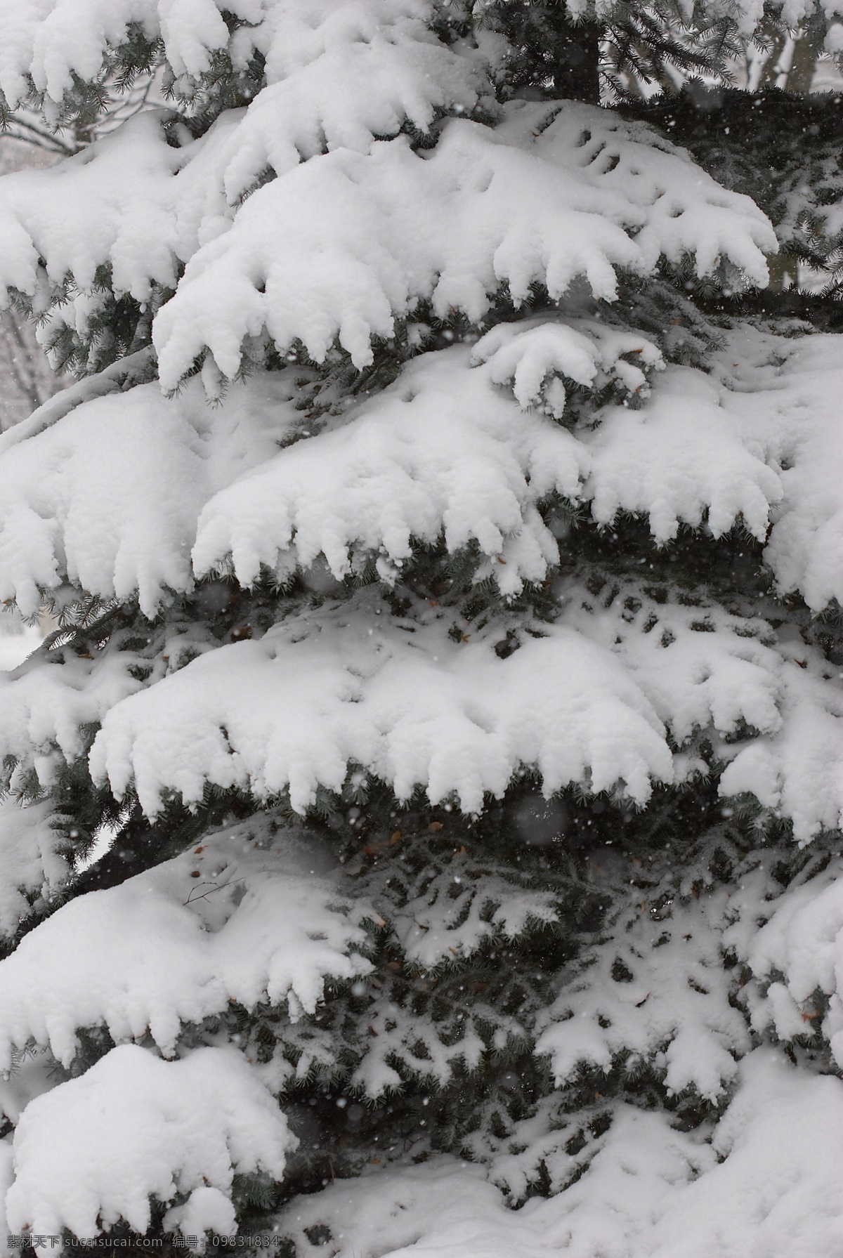树枝 上 白雪 冬天雪景 冬季 美丽风景 美丽雪景 积雪 风景摄影 树木 树林 树枝上的白雪 树叶 山水风景 风景图片