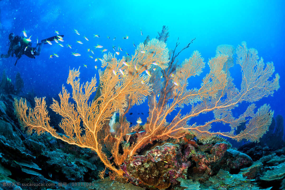 海底世界风景 鱼群 海鱼 珊瑚 海底世界 海洋生物 美丽风景 大海风景 海水 深海 水中生物 生物世界 青色 天蓝色