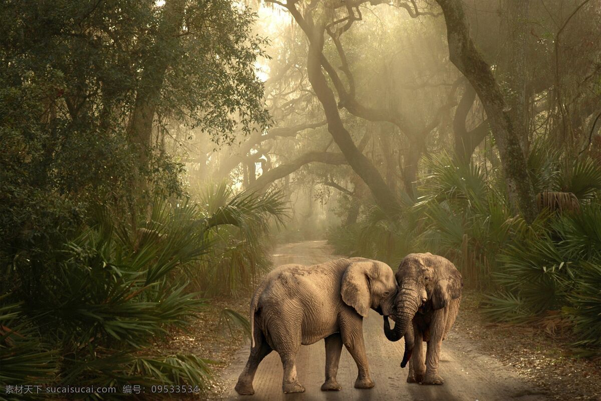 大象 动物 戏耍 玩闹 森林 阳光 植被 气候 环境 生长 生物世界 野生动物